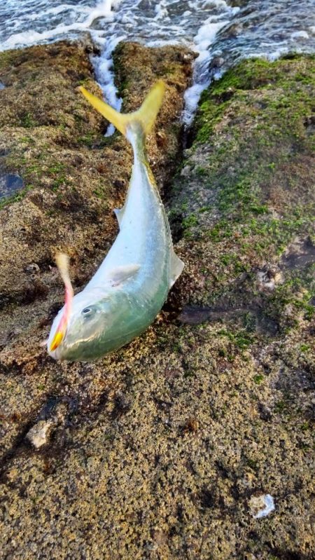 まさかのメジロ