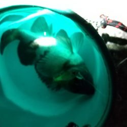 メバル狙いでしたが