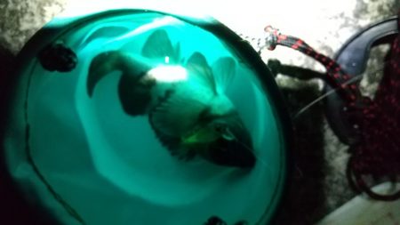 メバル狙いでしたが