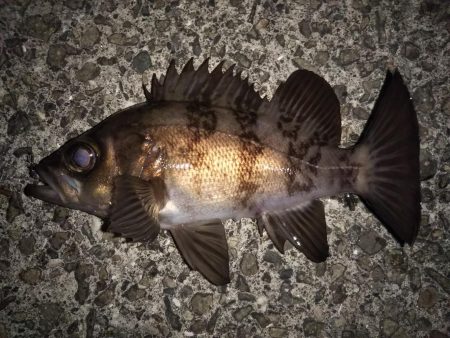 20cmオーバー2連発