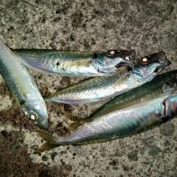 久々のサビキ釣り