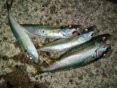 久々のサビキ釣り