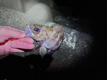 メバルを狙って