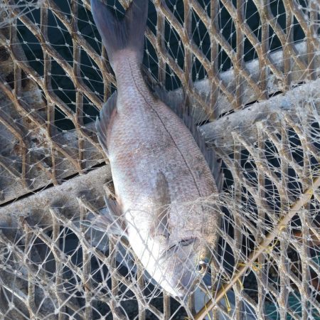 小島養魚場でトラウトサーモン狙い☆