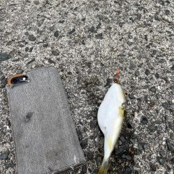 フグとテンコチの猛攻