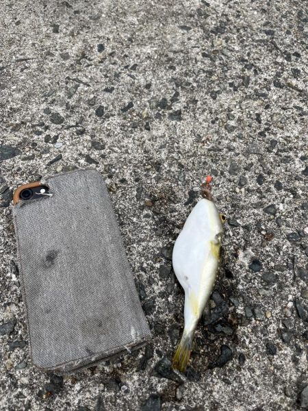 フグとテンコチの猛攻