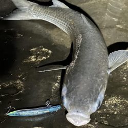 今年初のシーバス（小）