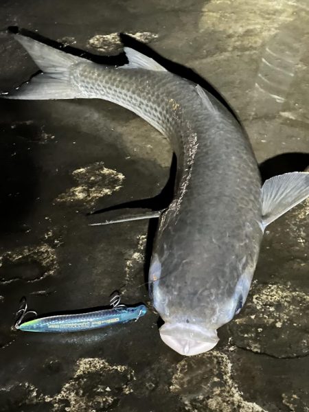 今年初のシーバス（小）