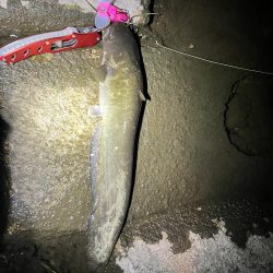 2022年ナマズ 始まりました！！