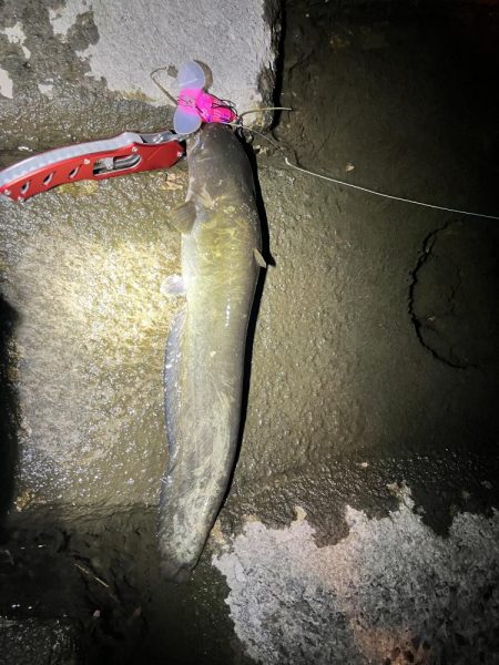 2022年ナマズ 始まりました！！