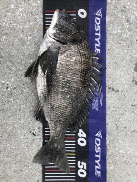 題名連日年無し❗️(イチノ兄弟)