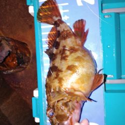 フォールでメバル、ガシラ