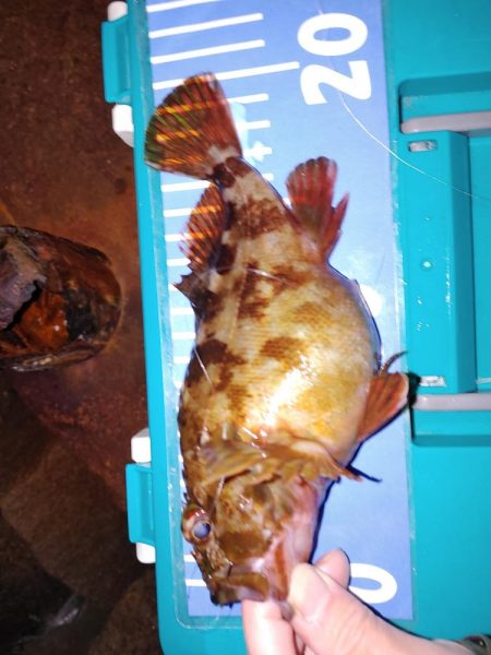 フォールでメバル、ガシラ