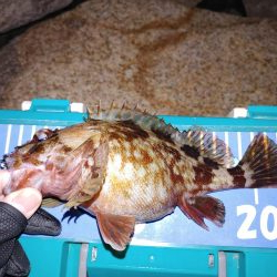 メバリングでのガシラ