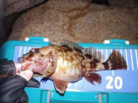 メバリングでのガシラ