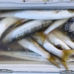 でかカマス入れ食い