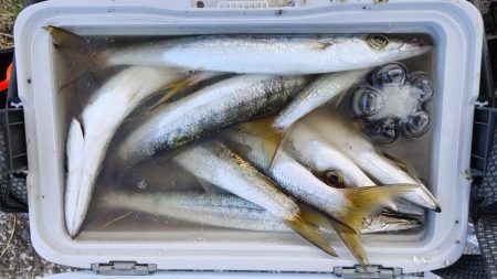 でかカマス入れ食い