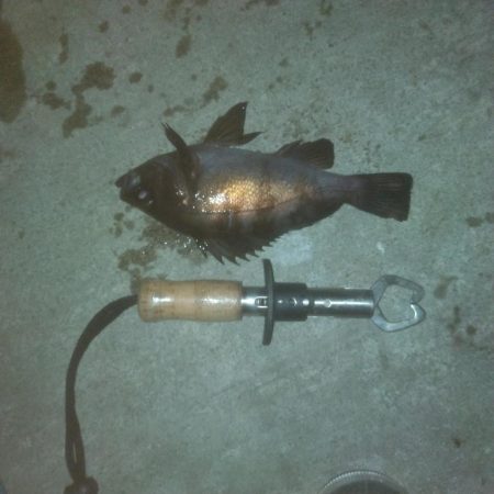 撒きに行ってきました