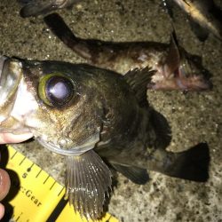 久々のメバリング