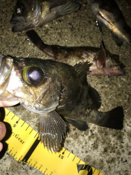 久々のメバリング