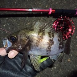 2022/02/28 南港ヘチ釣り釣行