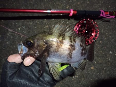 2022/02/28 南港ヘチ釣り釣行