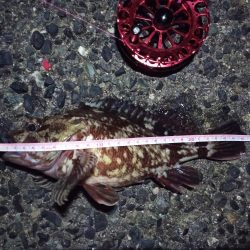 2022/03/02 南港ヘチ釣り釣行