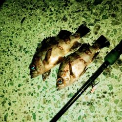 フロートゲーム～