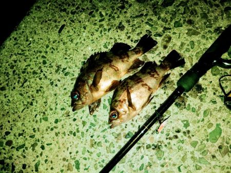 フロートゲーム～