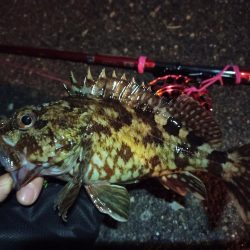 2022/03/06 南港ヘチ釣り釣行