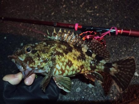 2022/03/06 南港ヘチ釣り釣行