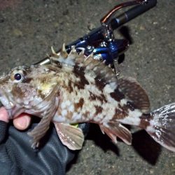 2022/03/07 南港ライトゲーム釣行