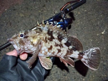 2022/03/07 南港ライトゲーム釣行…