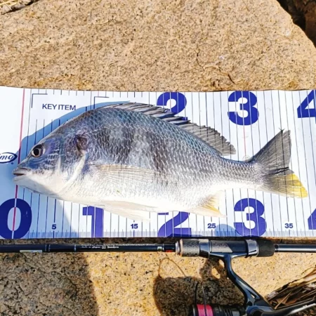 早春のキビレゲーム