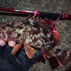 2022/03/12 南港ヘチ釣り釣行 ~ 歳無し釣果!