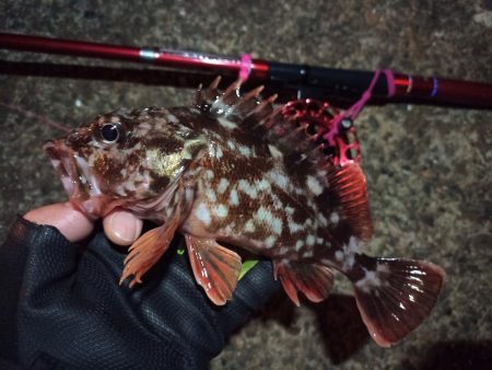 2022/03/12 南港ヘチ釣り釣行 ~ 歳無し釣果!