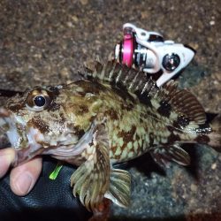 2022/03/20 南港ライトゲーム釣行