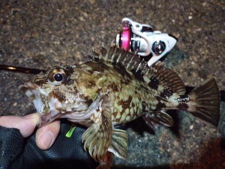 2022/03/20 南港ライトゲーム釣行