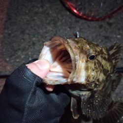 2022/03/24 南港ライトゲーム釣行 ～尺タケノコ～