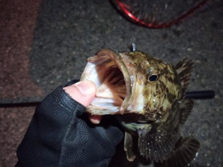 2022/03/24 南港ライトゲーム釣行 ～尺タケノコ～