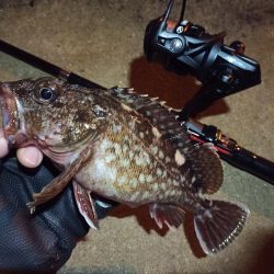 2022/03/26 南港ライトゲーム釣行