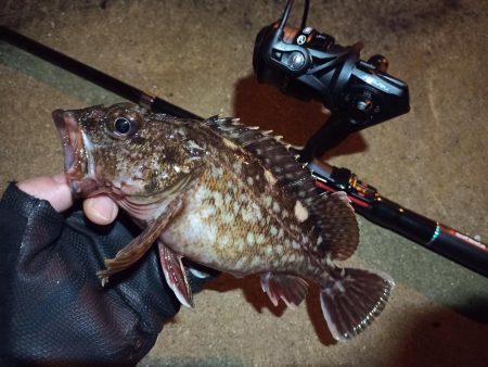 2022/03/26 南港ライトゲーム釣行…