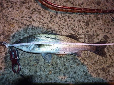 2022/03/29 南港ライトゲーム釣行…