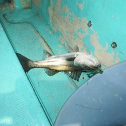 初の夜メバルボートはシーバスラッシュ!