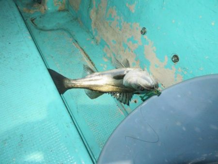 初の夜メバルボートはシーバスラッシュ!