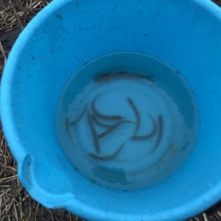 大同川コアユ釣れてます