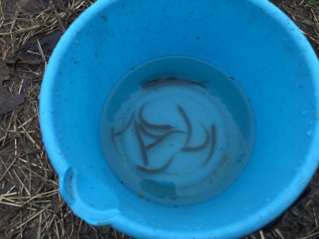 大同川コアユ釣れてます