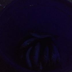 アジ1本狙い！！　久々の入れ食い！アミエビをもっと溶かしておくんやった。。。