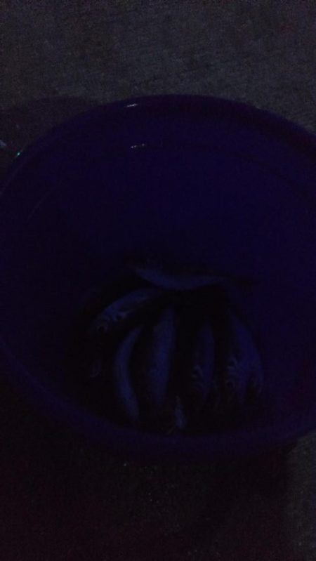 アジ1本狙い！！　久々の入れ食い！アミエビをもっと溶かしておくんやった。。。