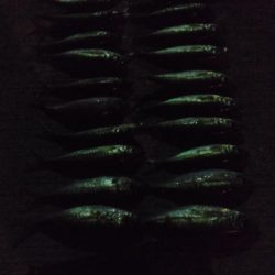 アジ1本狙い！もう少し釣れればなあ。。。　と思いながらも満足レベルでした。　